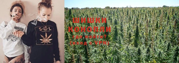 крисы Корсаков